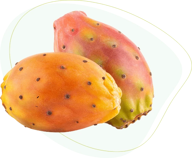 Fico d'India, ingrediente di Cacti-Nea™ per il drenaggio dei liquidi