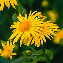 Arnica montana: ingrediente chiave di Arthrovia per infiammazioni