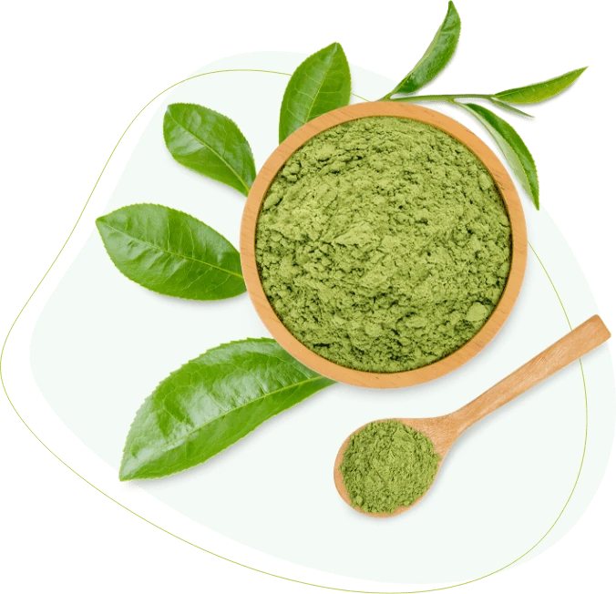 Foglie di tè verde matcha in polvere, ingrediente chiave di Matcha Extreme