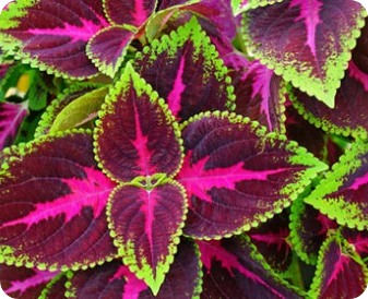 Capsule NuviaLab Keto con ForsLean, supporto brucia grassi