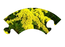 Icona verga d'oro, componente Nemanex