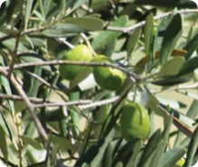 Oli-Ola™: estratto di oliva per colesterolo e salute del cuore in Lipid Control Plus